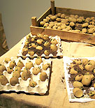 Förgroning av potatis