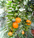 Idegranen 'Lutea' har gula frukter