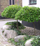 Salix caprea ’Kilmarnock’, hängsälg beskuren