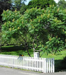 Rhus typhina, rönnsumak