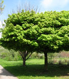 Acer platanoides 'Globosum', klotlönn