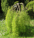 Caragana arborescens 'Walker', häckkaragan