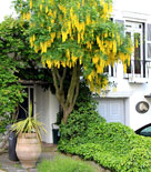 Laburnum alpinum 'Pendulum', alpgullregn