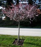 Prunus x cistena, svartplommon