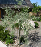 Pyrus salicifolia ’Pendula’, silverpäron