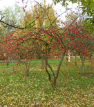 Malus 'Gwendolyn' med sina frukter på senhösten