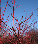 Korallkornell, Cornus alba 'Sibirica'