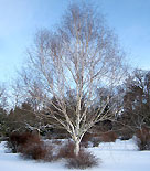 Himalayabjörk, Betula utilis var. jacquemontii