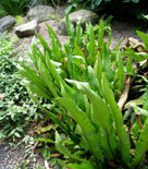 Hjorttunga, Asplenium scolopendrium