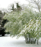 Phyllostachys nuda är vintergrön