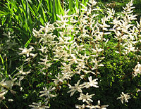 Aruncus aethusifolius, koreansk plymspirea