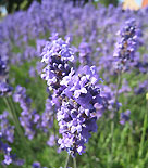 Lavandula angustifolia