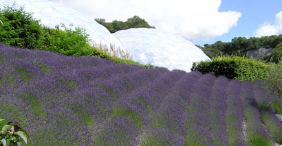 Lavendelfält i Eden, Cornvall