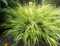 Hakonechloa macra