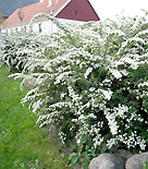 Spirea kapas helt vid basen