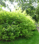 Cornus alba 'Spaethii'