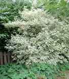 Cornus controversa 'Variegata'