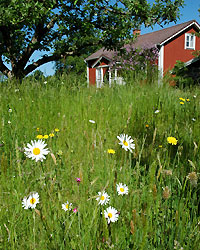 En naturlig inramning till stugan