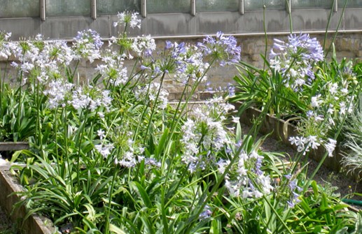 Agapanthus i grupp