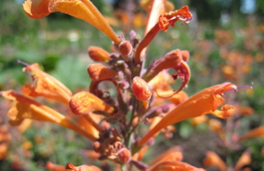 Orange kolibrimynta 'Apricot Pride'