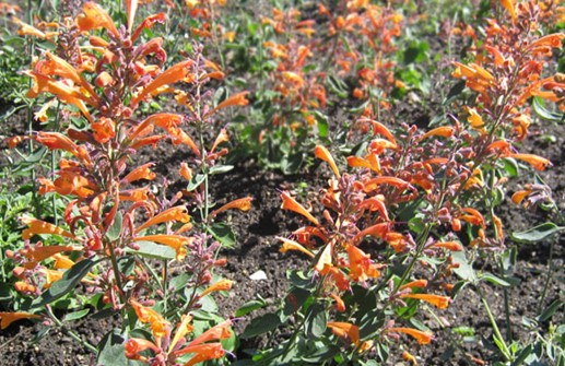 Orange kolibrimynta 'Apricot Pride'