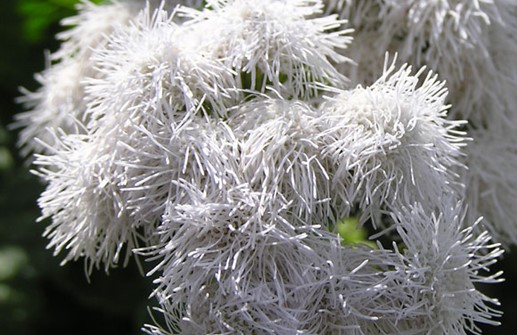 Ageratum 'Hi Tide White'