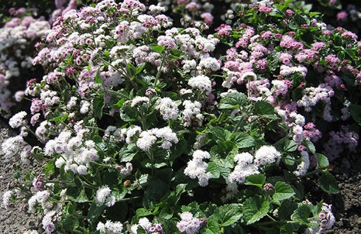 Ageratum 'Pinki' och 'Hi Tide White'