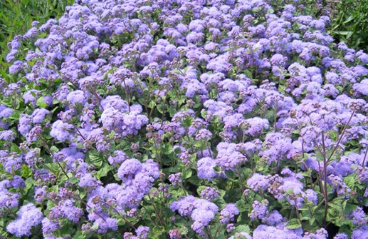 Ageratum