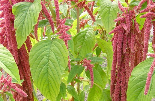 Rävsvans 'Coral Fountain'