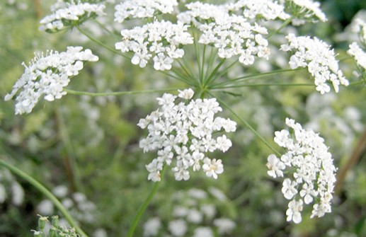 Slöjsilja, blomma