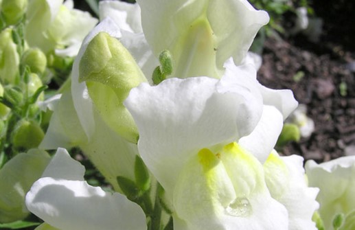 Lejongap 'Snapshot White'