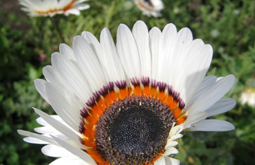 Anilopöga 'Zulu Prince', blomma