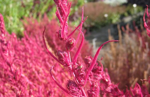 Sommarcypress, blad som skiftat färg