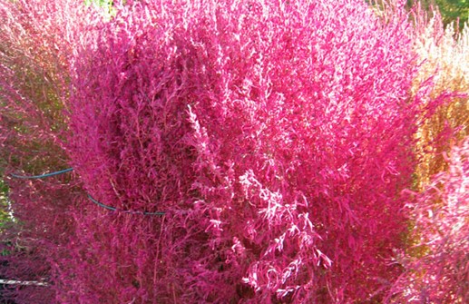 Sommarcypress 'Tricophylla' som skiftat färg