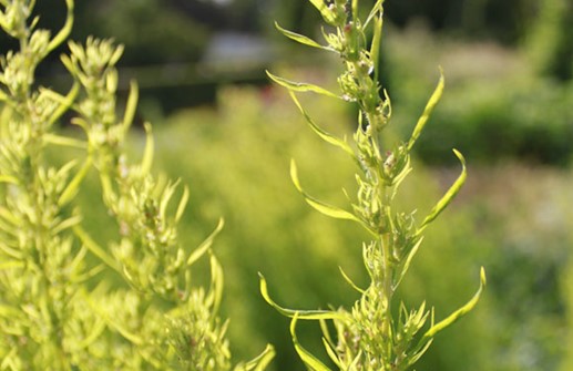 Sommarcypress, blad