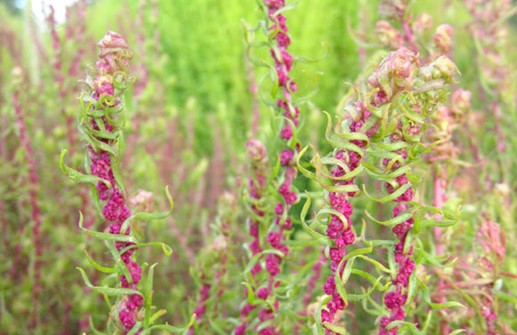 Sommarcypress, blomma och början på färgbyte