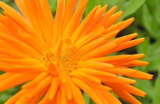 Ringblomma 'Orange Porcupine', blomma