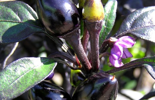 Spanskpeppar 'Black pearl', frukt