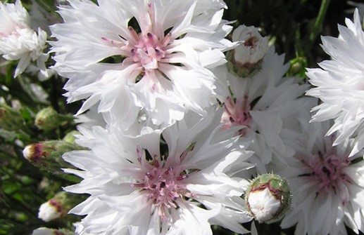 Blåklint 'Snowman', blomma