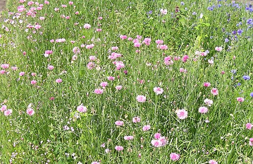 Blåklintrabatt med rosa och blåa blommor