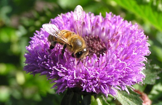 Lavendelknapp, blomma