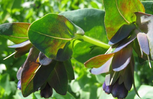 Stor vaxblomma 'Pride of Gibraltar'