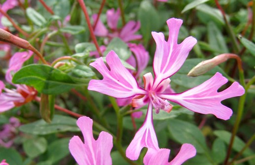 Fjäderclarkia 'Pink Ribbons'