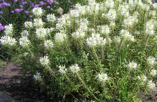 Paradisblomster 'Sparkler White'