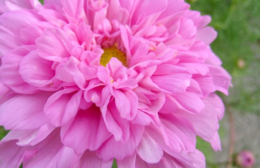 Rosenskära 'Rose Bonbon', blomma