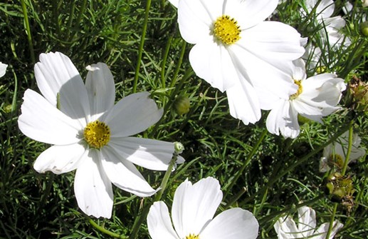 Rosenskära 'Sonata White', blomma