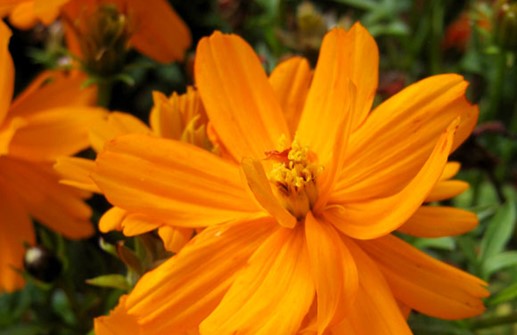 Gullskära 'Cosmic Orange', blomma