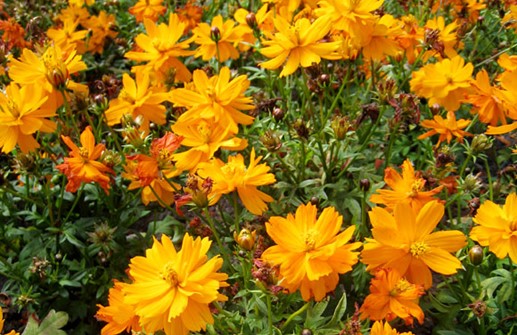 Gullskära 'Cosmic Orange'