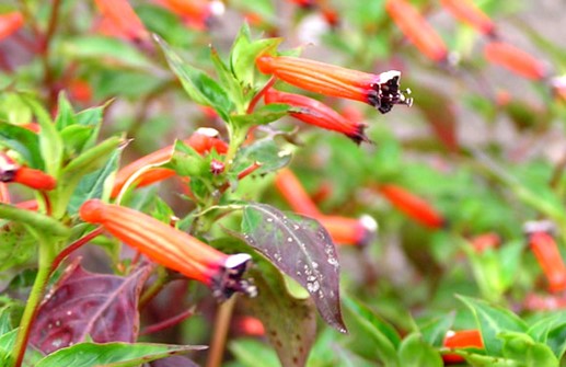 Cigarettglöd, blommor