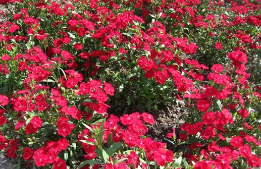 Sommarnejlika 'Telstar Crimson'